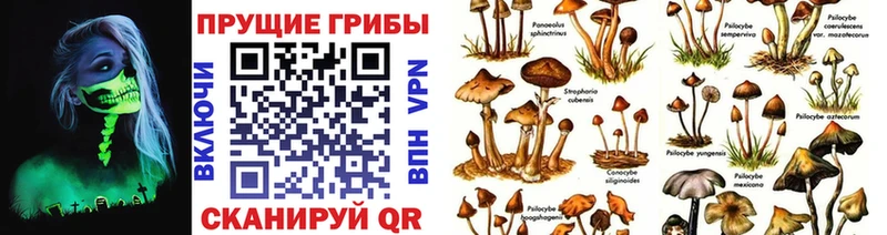 Галлюциногенные грибы Cubensis Злынка